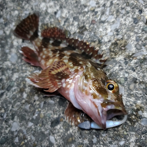 カサゴの釣果