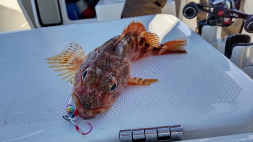 カサゴの釣果