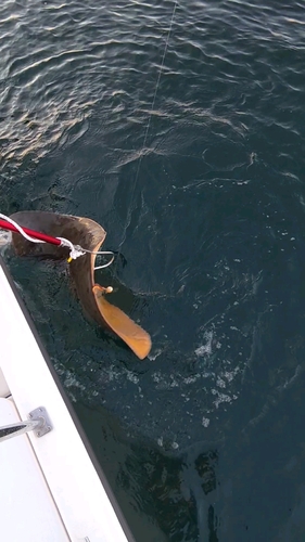 ツバクロエイの釣果