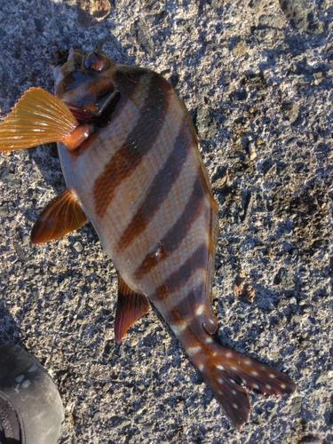 タカノハダイの釣果