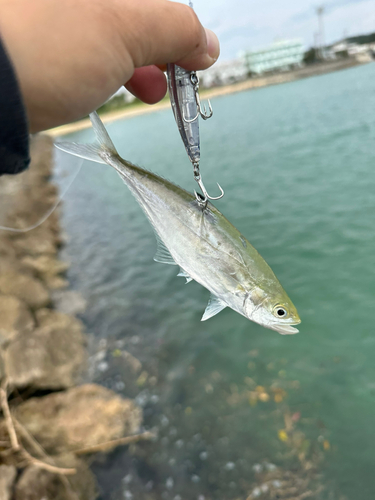 イケカツオの釣果