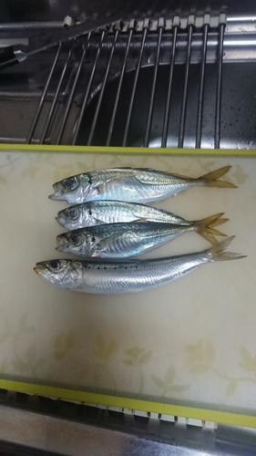 アジの釣果