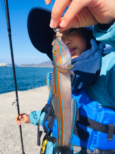 ニシキハゼの釣果