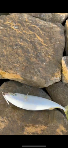 ハマチの釣果