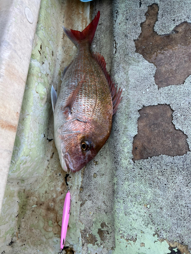 キツネメバルの釣果