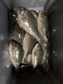グレの釣果