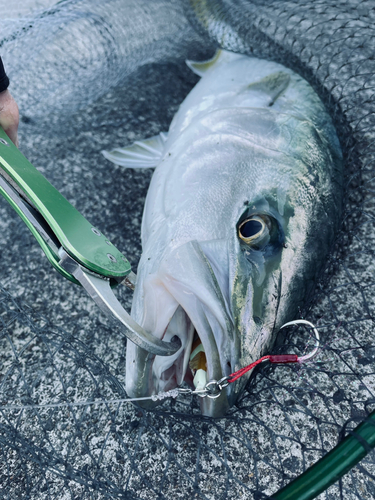 ハマチの釣果