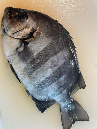 イシダイの釣果