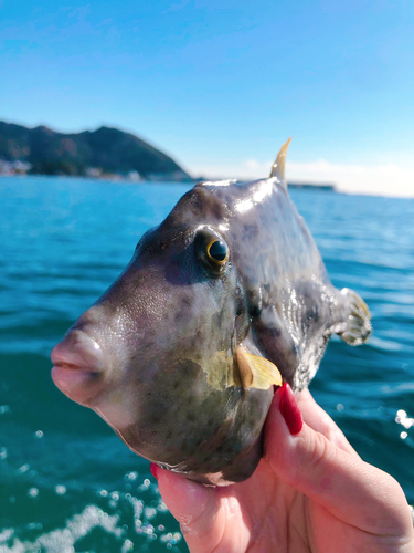 カワハギの釣果