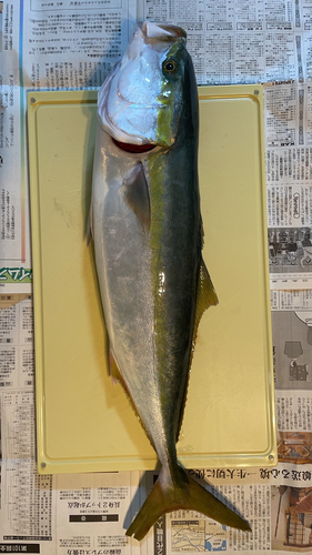 ブリの釣果