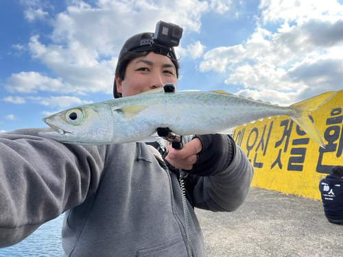 サバの釣果