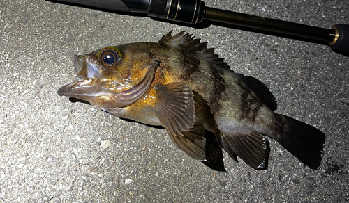 メバルの釣果