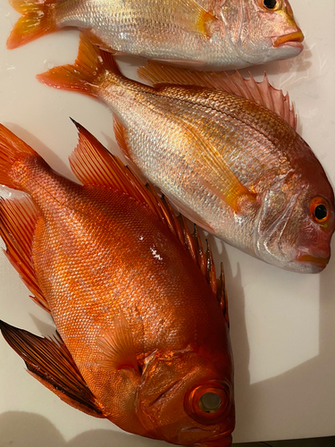 チカメキントキの釣果