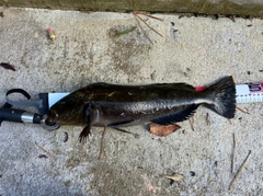 アイナメの釣果