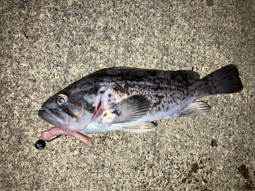 クロソイの釣果