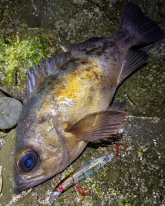 クロメバルの釣果