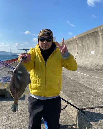 ウマヅラハギの釣果