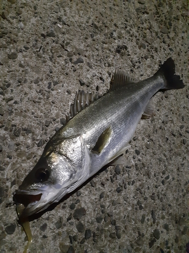 スズキの釣果