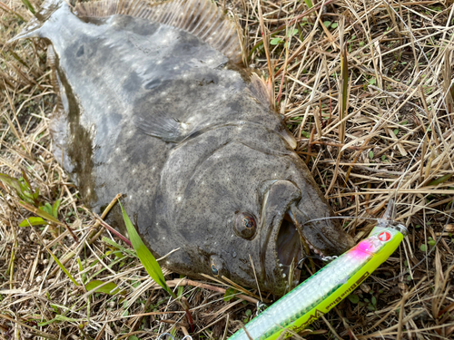 ヒラメの釣果