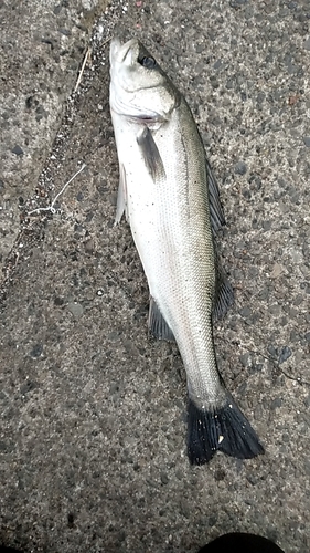 フッコ（マルスズキ）の釣果