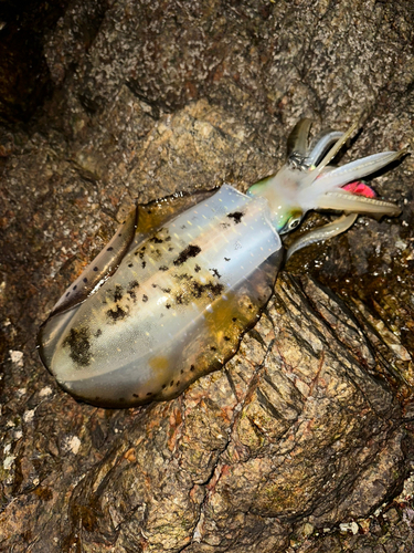 アオリイカの釣果