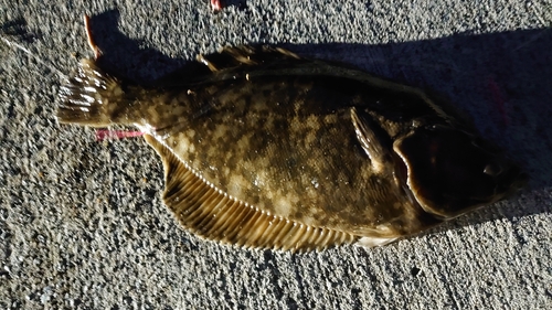 カレイの釣果