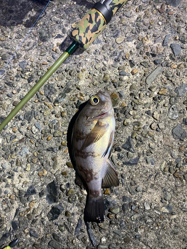 メバルの釣果