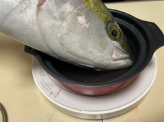 ブリの釣果