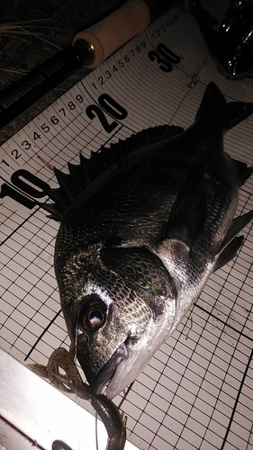 クロダイの釣果