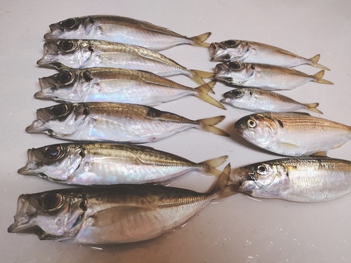 アジの釣果