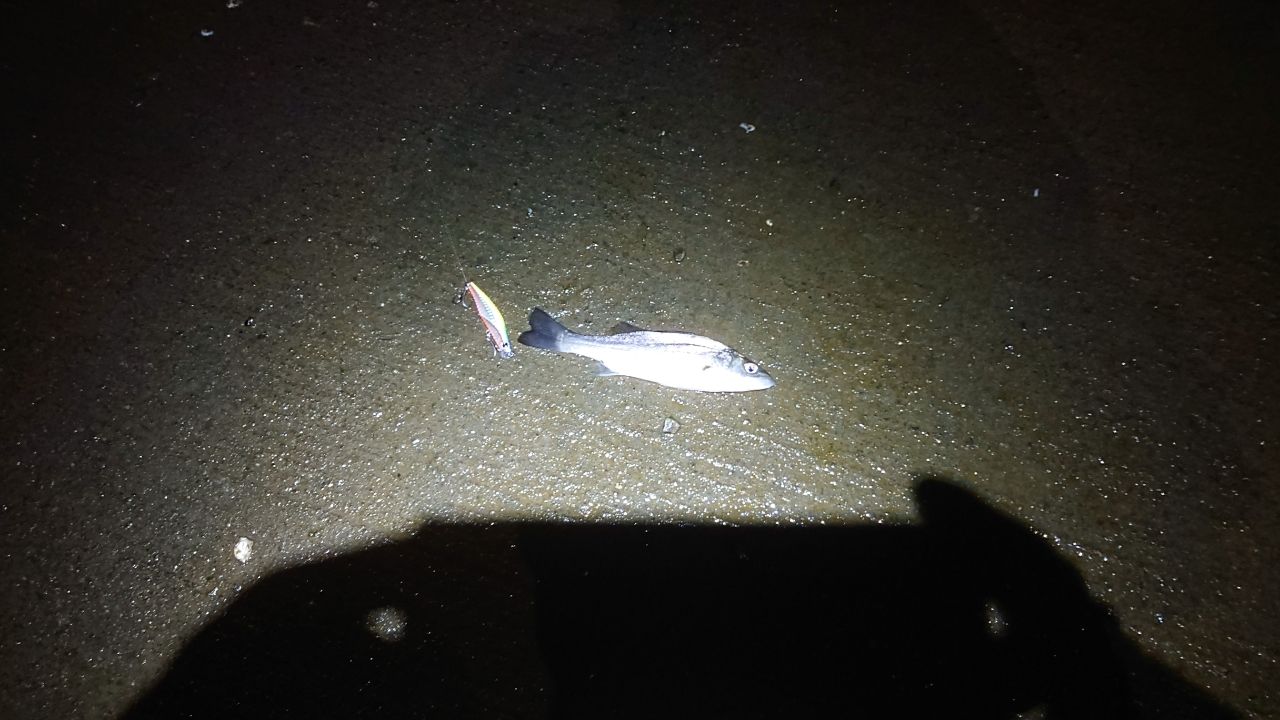 セイゴ（マルスズキ）