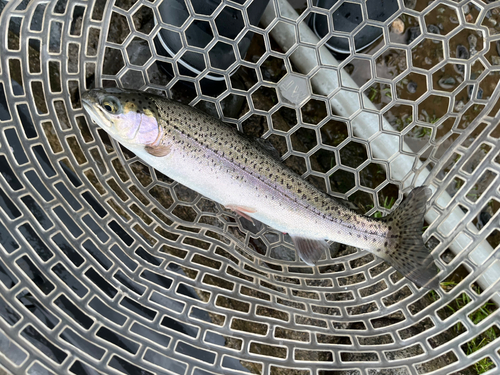 ニジマスの釣果