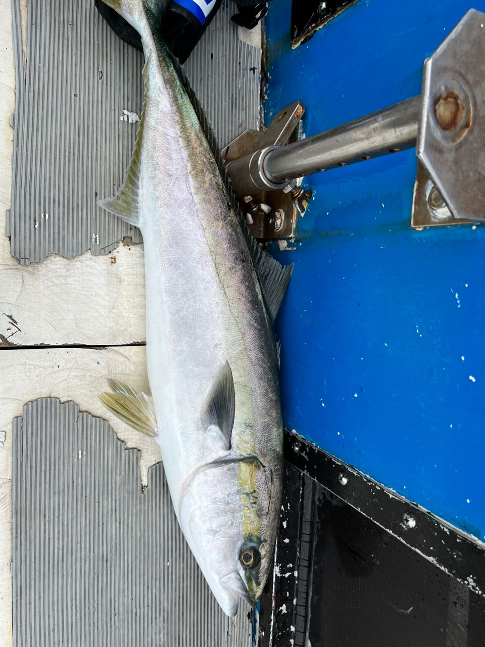 テッシンさんの釣果 2枚目の画像