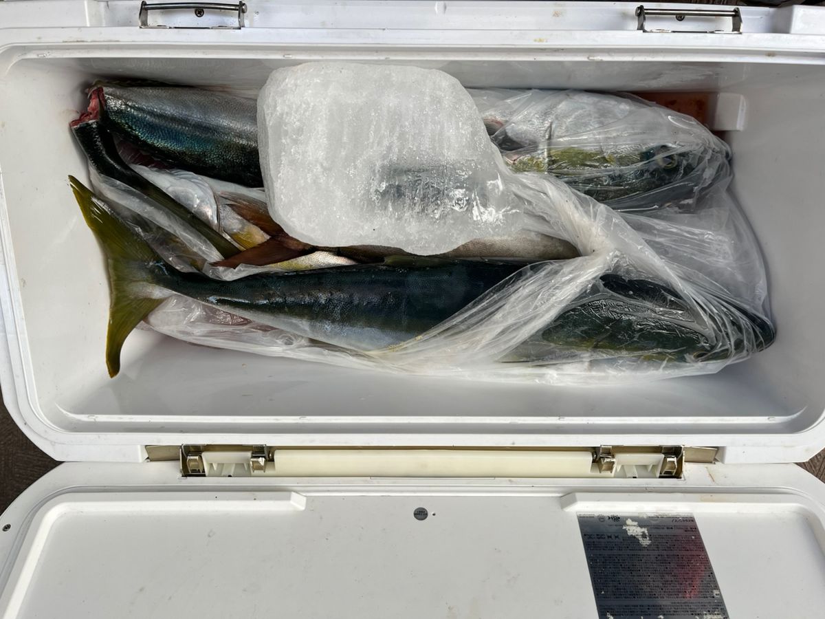 テッシンさんの釣果 3枚目の画像