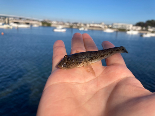 マハゼの釣果