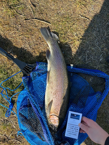 ニジマスの釣果