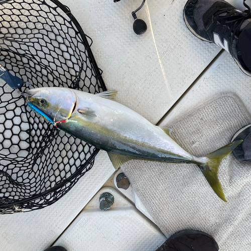 ヤズの釣果