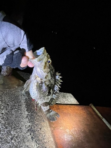 タケノコメバルの釣果