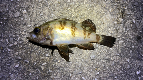 メバルの釣果