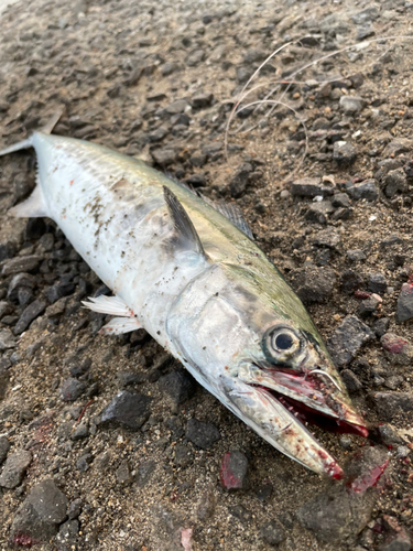 サゴシの釣果