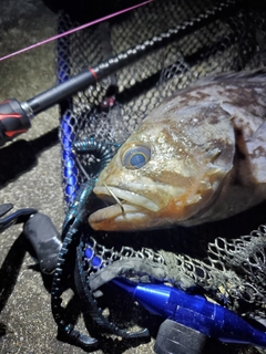 クロソイの釣果