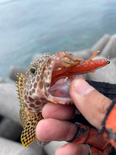 カンモンハタの釣果