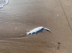 アメマスの釣果