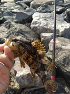 タケノコメバルの釣果