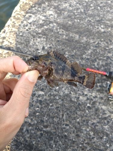 タケノコメバルの釣果