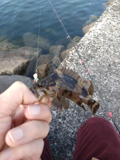 タケノコメバルの釣果