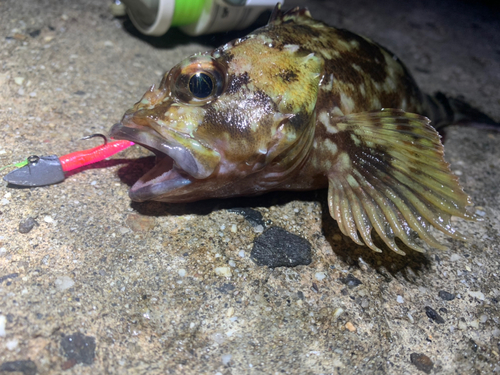 カサゴの釣果