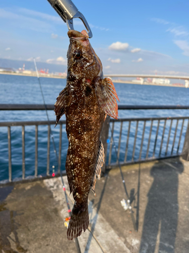 アイナメの釣果