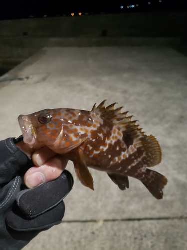 アコウの釣果