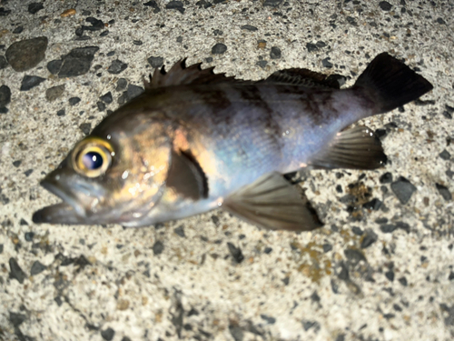 メバルの釣果